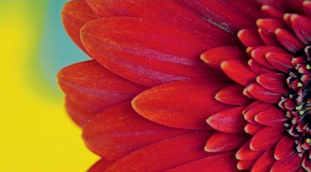 annabell_stuebe_photographs_elementsofflowers