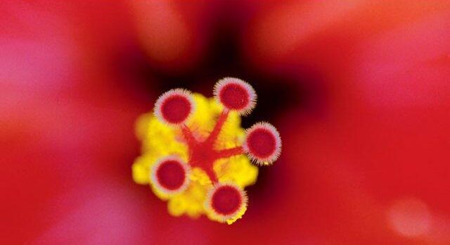 annabell_stuebe_photographs_elementsofflowers