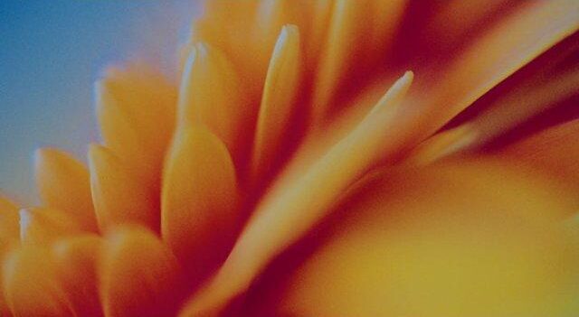 annabell_stuebe_photographs_elementsofflowers
