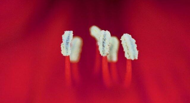 annabell_stuebe_photographs_elementsofflowers